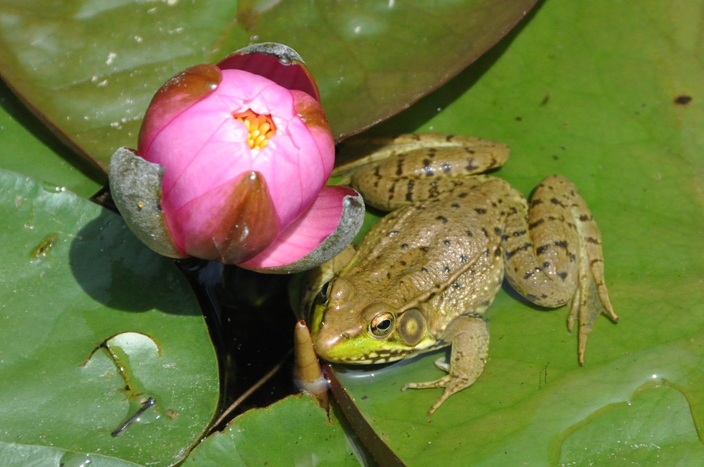 Green Frog, Virginia Green Frog, Rana clamitans melanota R… Flickr
