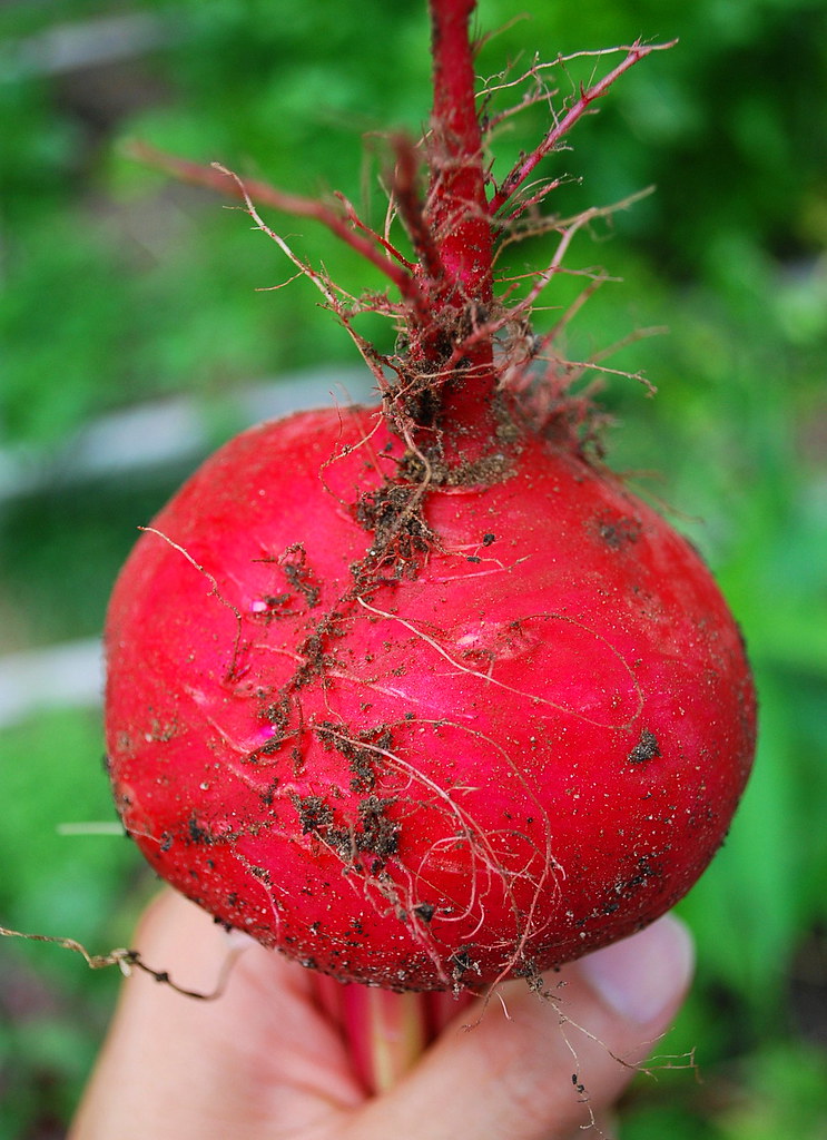 Chioggia Beet A Growing Tradition Blog Flickr