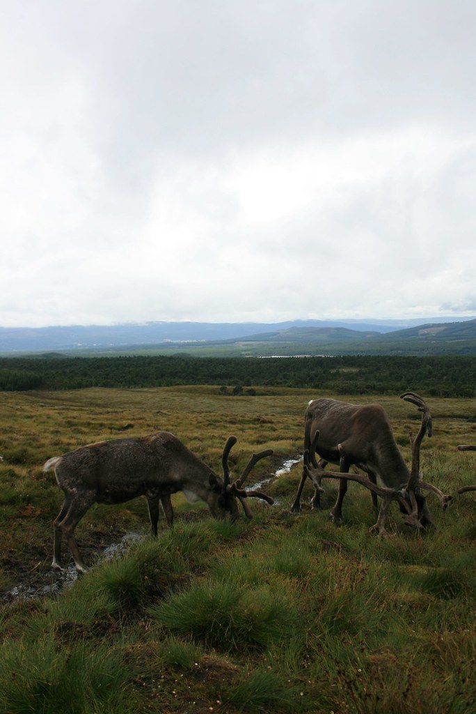 Aviemore Reindeer. Alison Leggatt Flickr