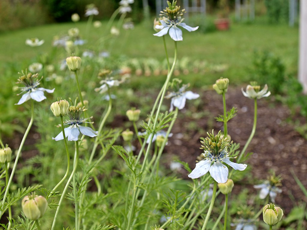 Nigella sativa...herb... the thing you use for eating is t??? Flickr