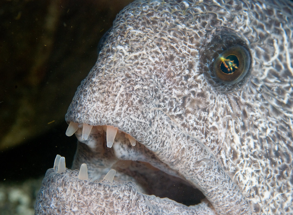 Wolf Eel teeth are used for breaking shellfish, their favo… Flickr
