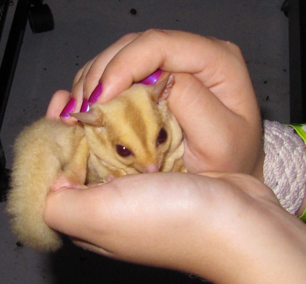 Uniquely Colored Sugar Gliders Cremino Female Pictures of … Flickr