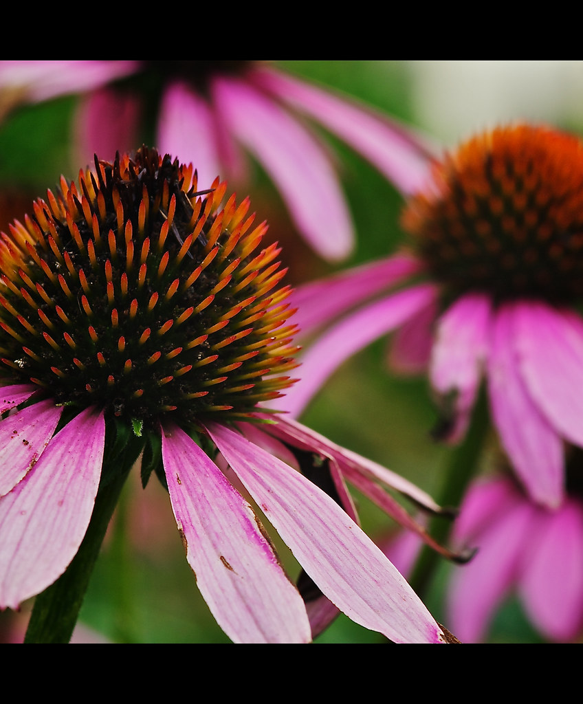 Echinacea © Ben Lean Herbal treatment for the common cold.… ^CityPines^ Flickr