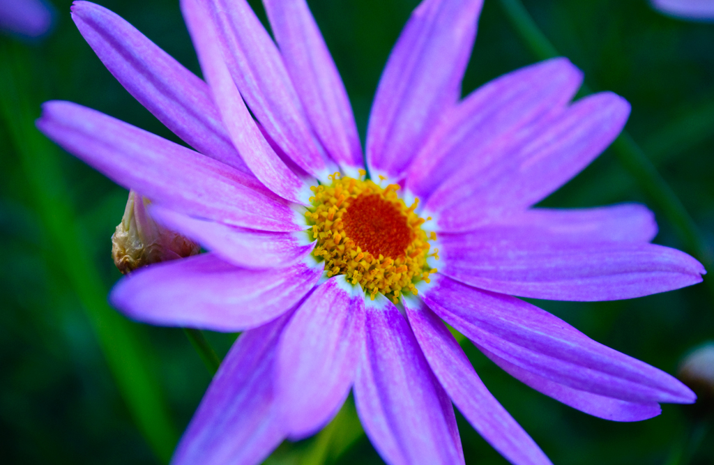 Flower some flowers on mt Tamborine dontevenask Flickr