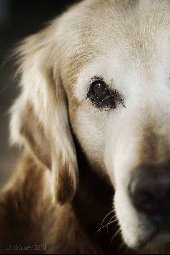 14/52 my old dog ♥ "Old dogs, like old shoes, are comforta… Flickr