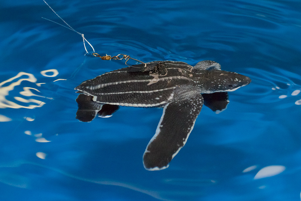 Leatherback turtle hatchling Leatherback turtle