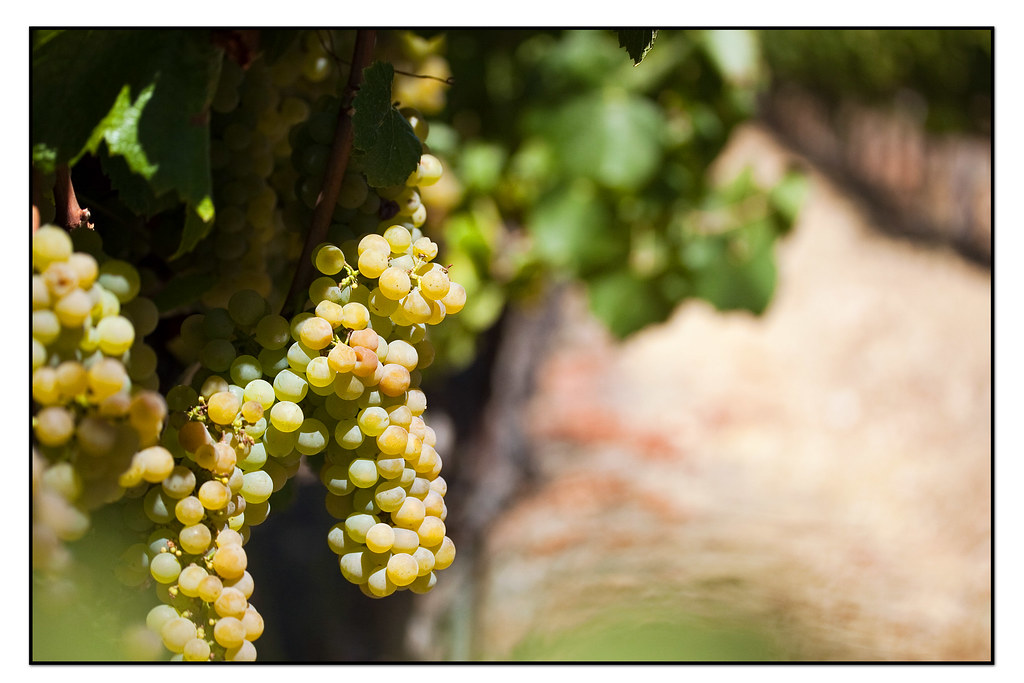 vines of the Alexander ValleySonoma county Ca. fruit of t… Flickr