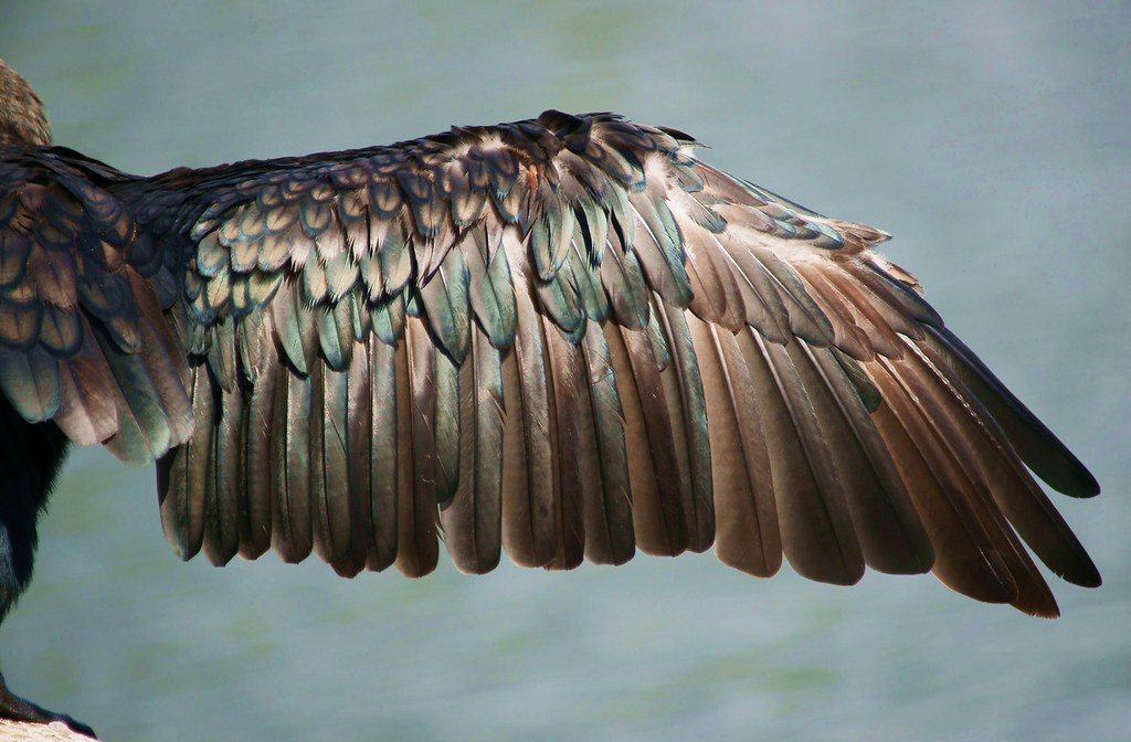Cormorant's wing radleyfreak Flickr