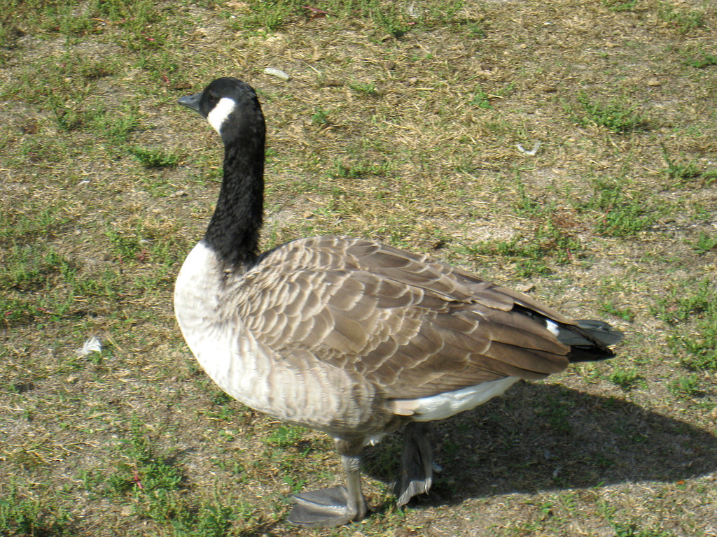 Le is one of the wealthiest suburbs of Paris, know… Flickr