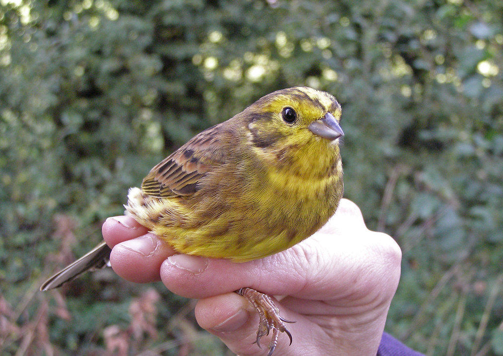 Yellow Hammer Stu Edmunds Flickr