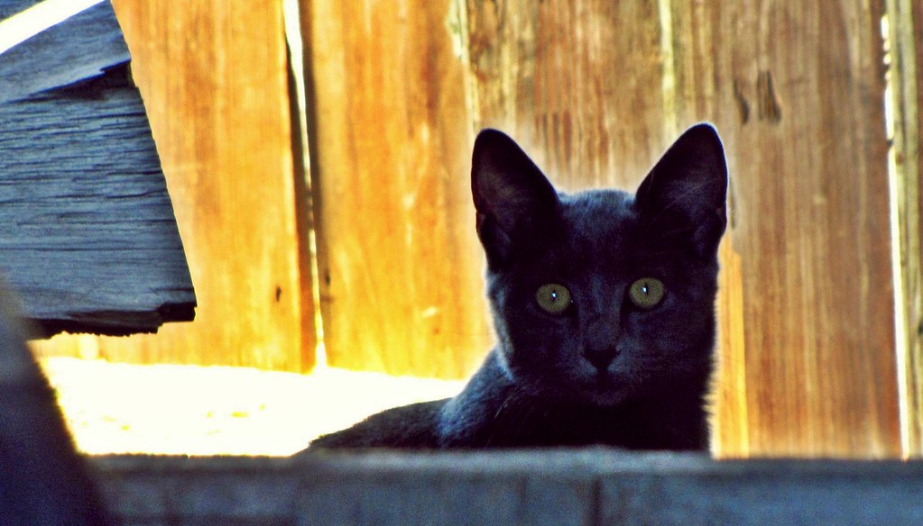 Barn Cat barn cat eying me from across the barn/ Greene's … Flickr
