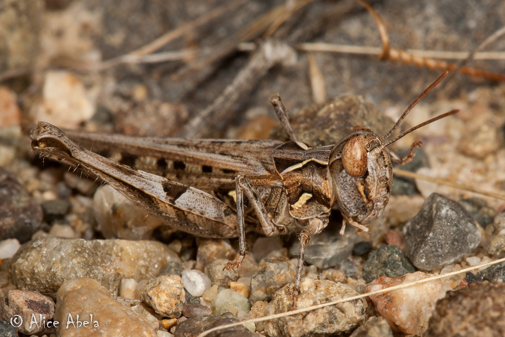 Texas Spotted Range (Psoloessa texana) Flickr