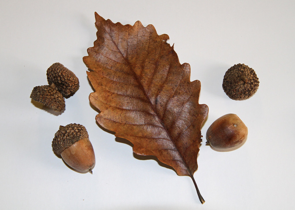 Swamp Chestnut Oak (Quercus michauxii) In November, Wildli??? Flickr