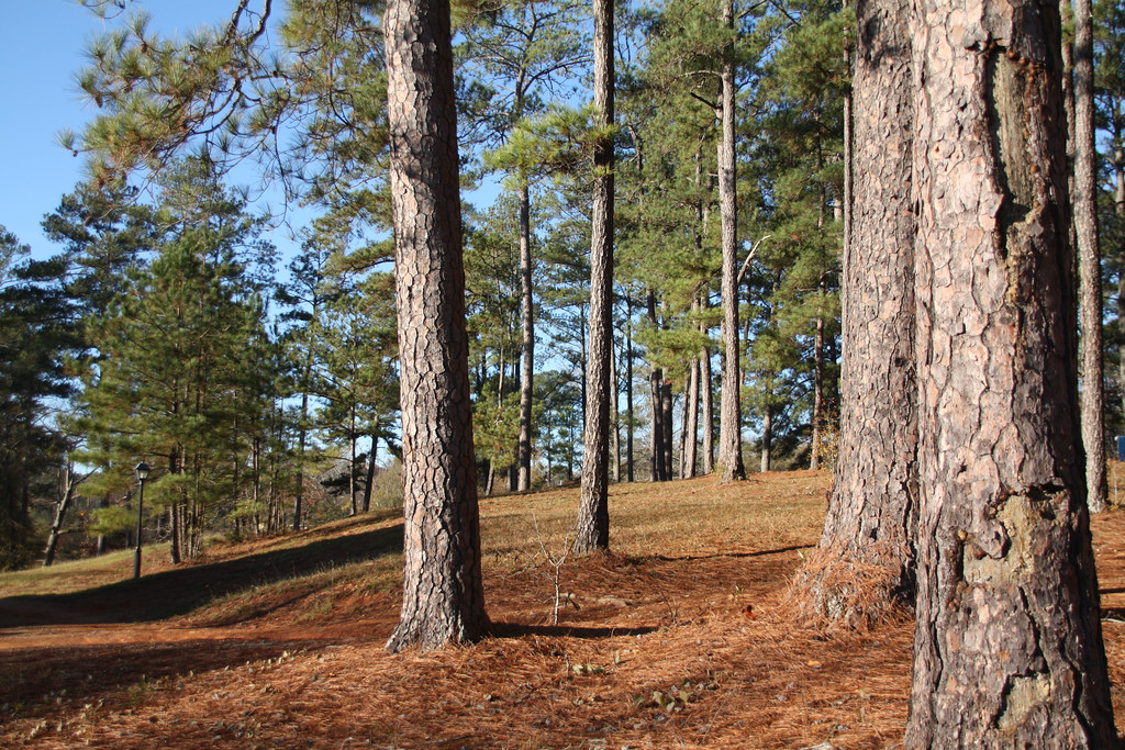 Pine Trees e Nov 28 2010 Old pines on a hillside. … Flickr