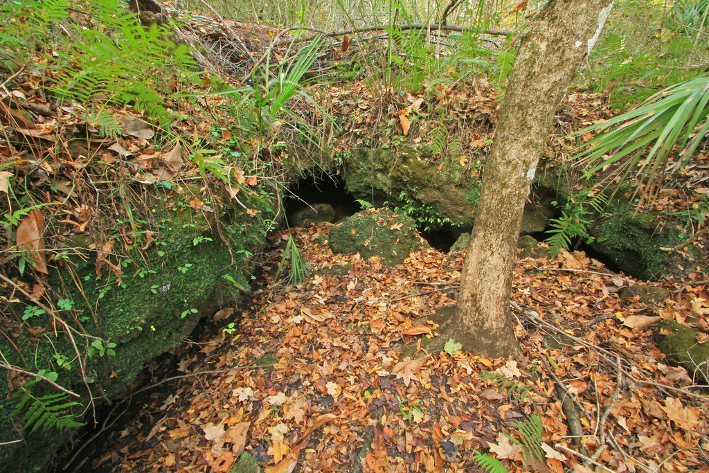 Limestone Island Cave, Levy County, Florida 1 Alan Cressler Flickr