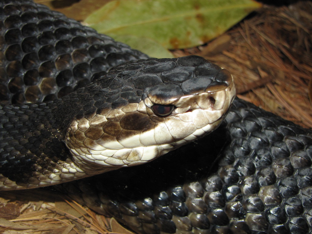 Water Moccasin Water Moccasin at the Cincinnati Zoo Emily Wilson