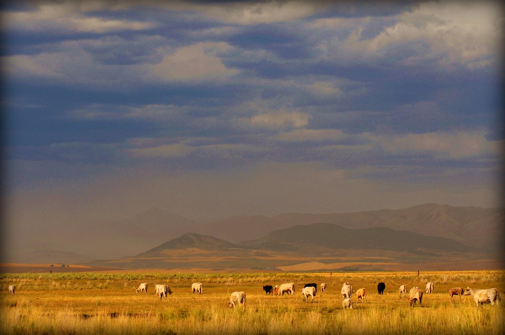 Clifton, Idaho Beef cow and calf pairs at Mumford Ranch, C… Flickr