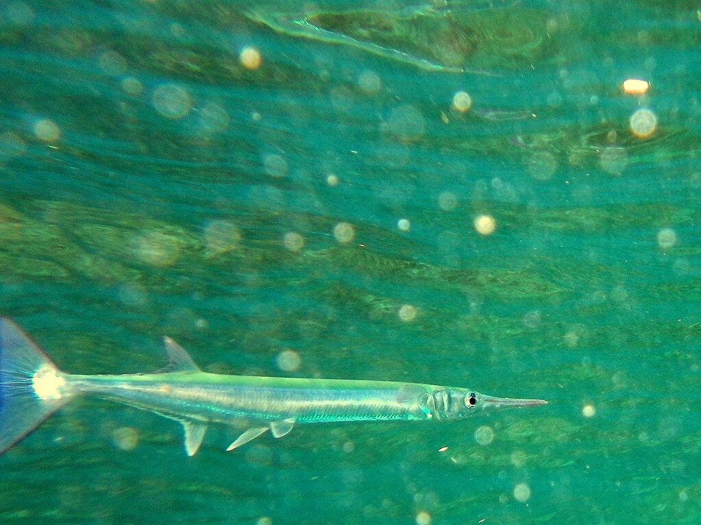 Needlefish *Needlefish (family Belonidae) are piscivorous … Flickr