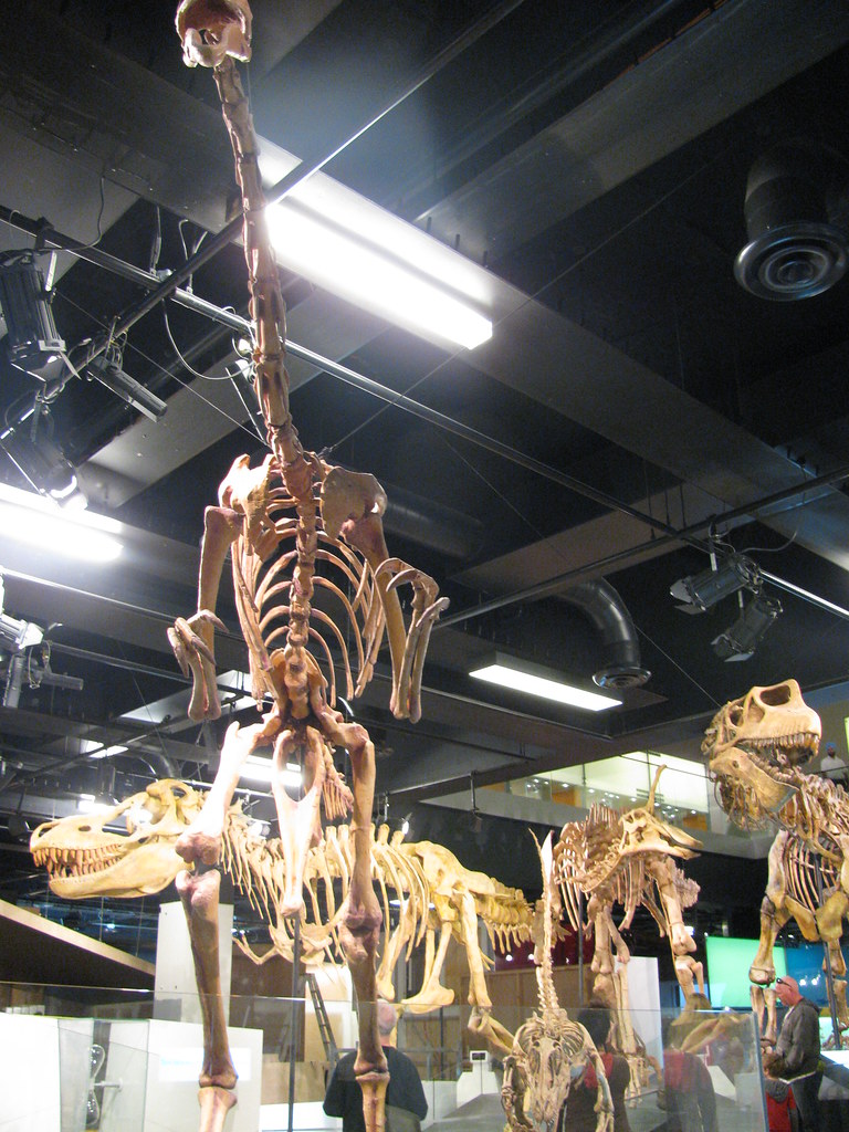 Melbourne Museum dinosaurs Part of the dinosaur exhibition… Flickr