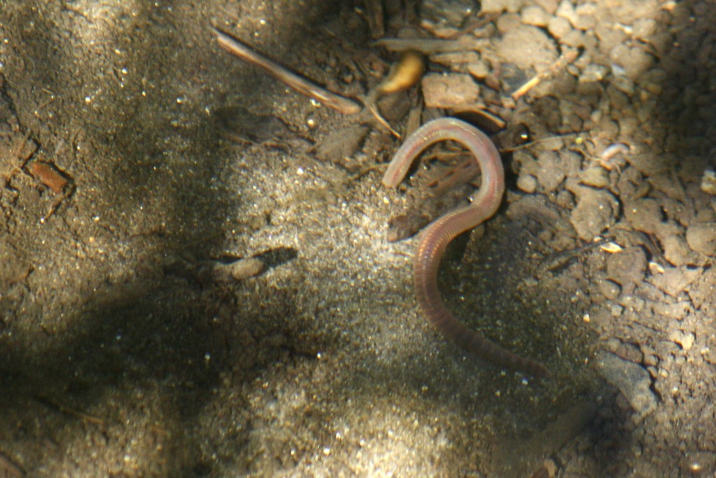 The worm was drowning in the brook after the flood. We pul… Flickr