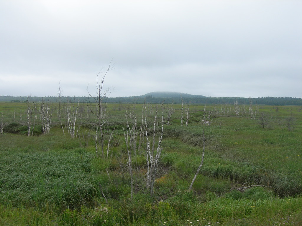 Musquash Bog NB Route 1 Jimmy Emerson, DVM Flickr