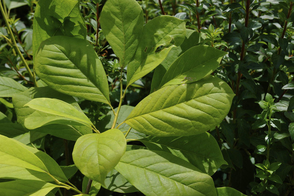 Magnolia 'Forest Pink' Megan Hansen Flickr
