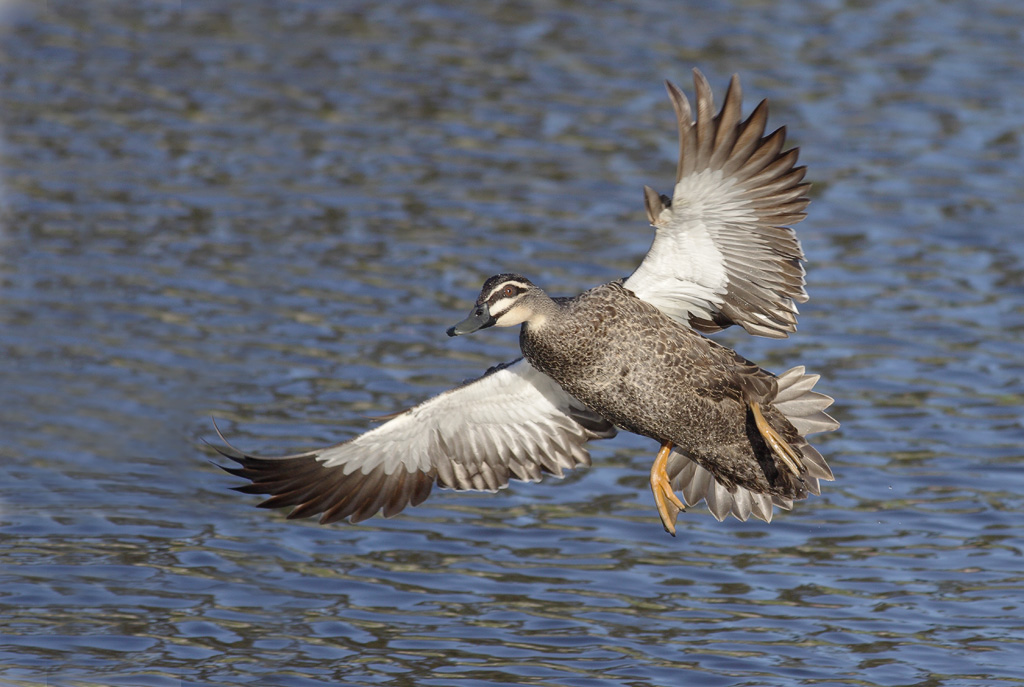 Pacific Black Duck A Pacific Black Duck coming in to land … Flickr
