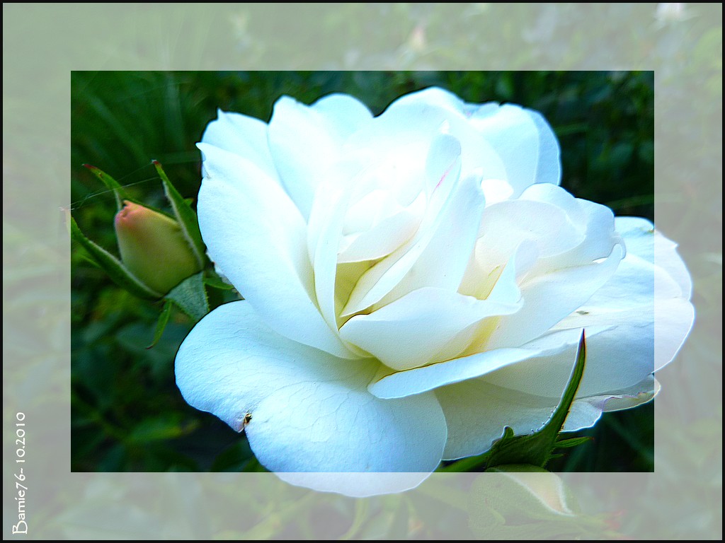 Rose Blanchede Corfou .. Barnie76 , Flickr