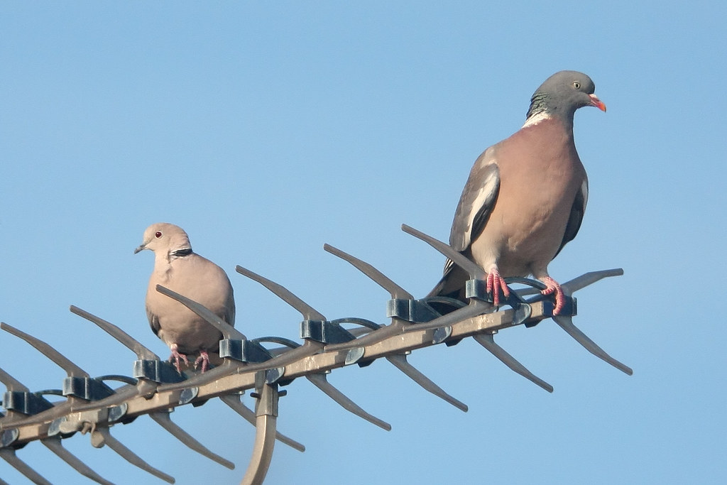 Wood Pigeon & Collared Dove Broadstairs, July 2010. Flickr