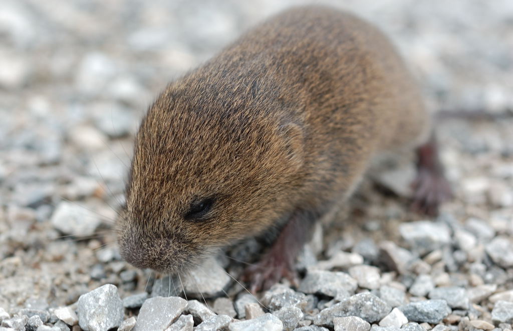 Woodland Vole The Woodland Vole is an "at risk" species in… Flickr