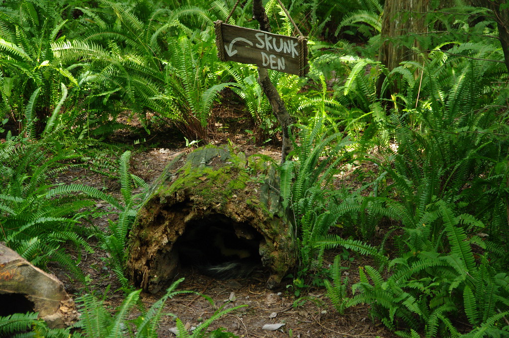 skunk den Matthew Baker Flickr