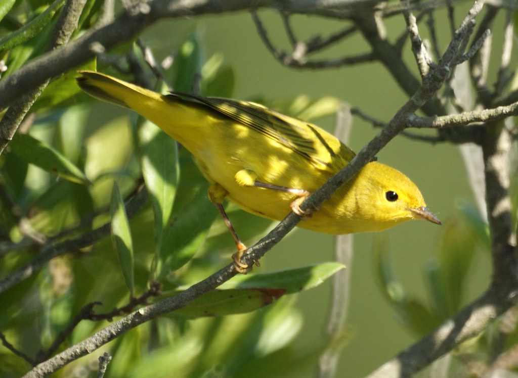 Yellow Warbler (female) female yellow warbler Flickr