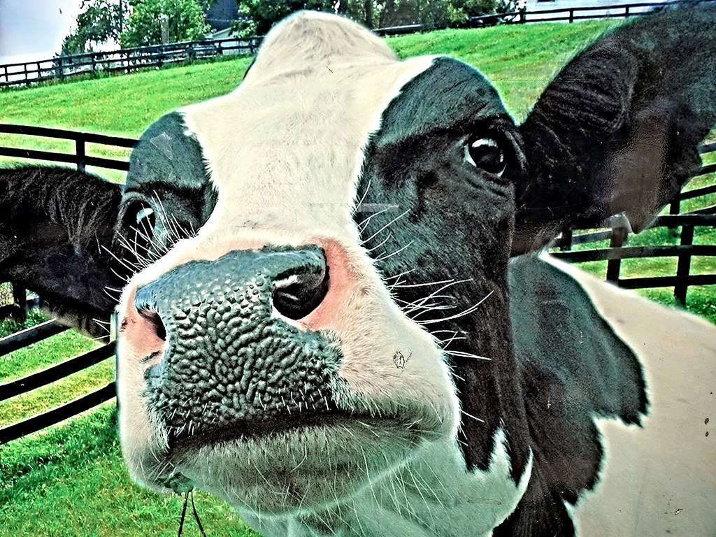 Riva del Garda (Tn) My sweet friend Cattle (colloquially… Flickr