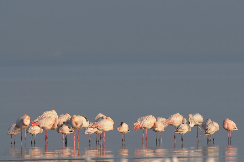 35. Greater Flamingo. West Coast N.P (2) Luis egido Flickr
