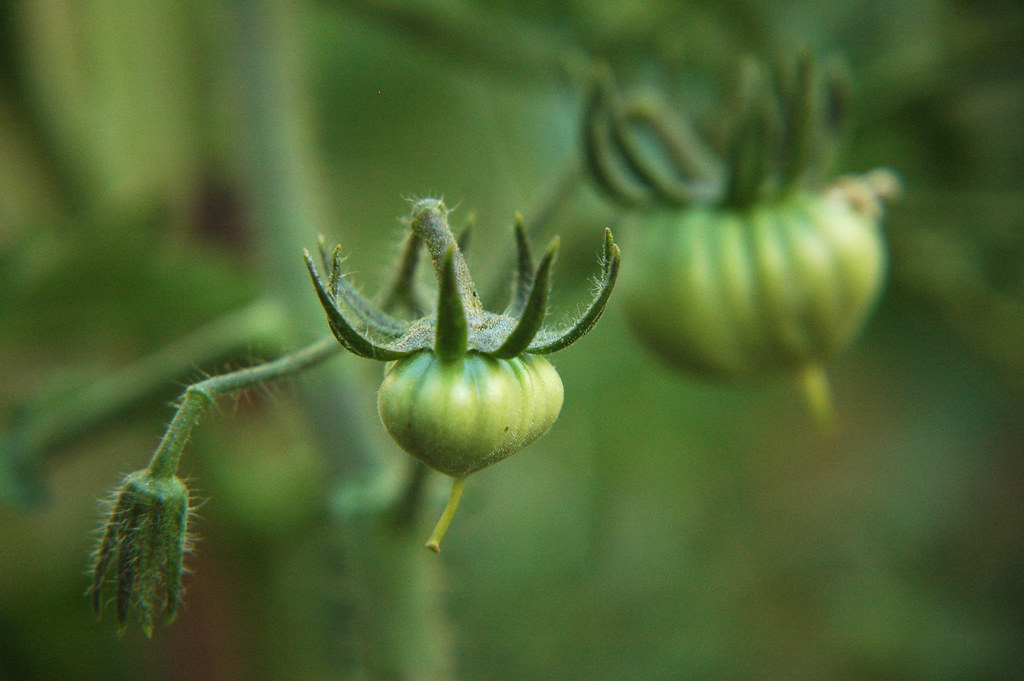 Omars Lebanese Tomatoes binah06 Flickr