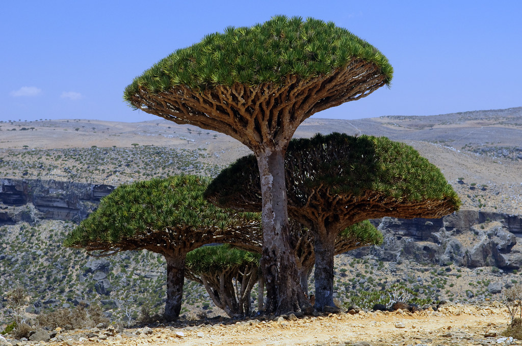 Socotra Dragon blood tree Dracaena cinnabari, the Socotra … Flickr