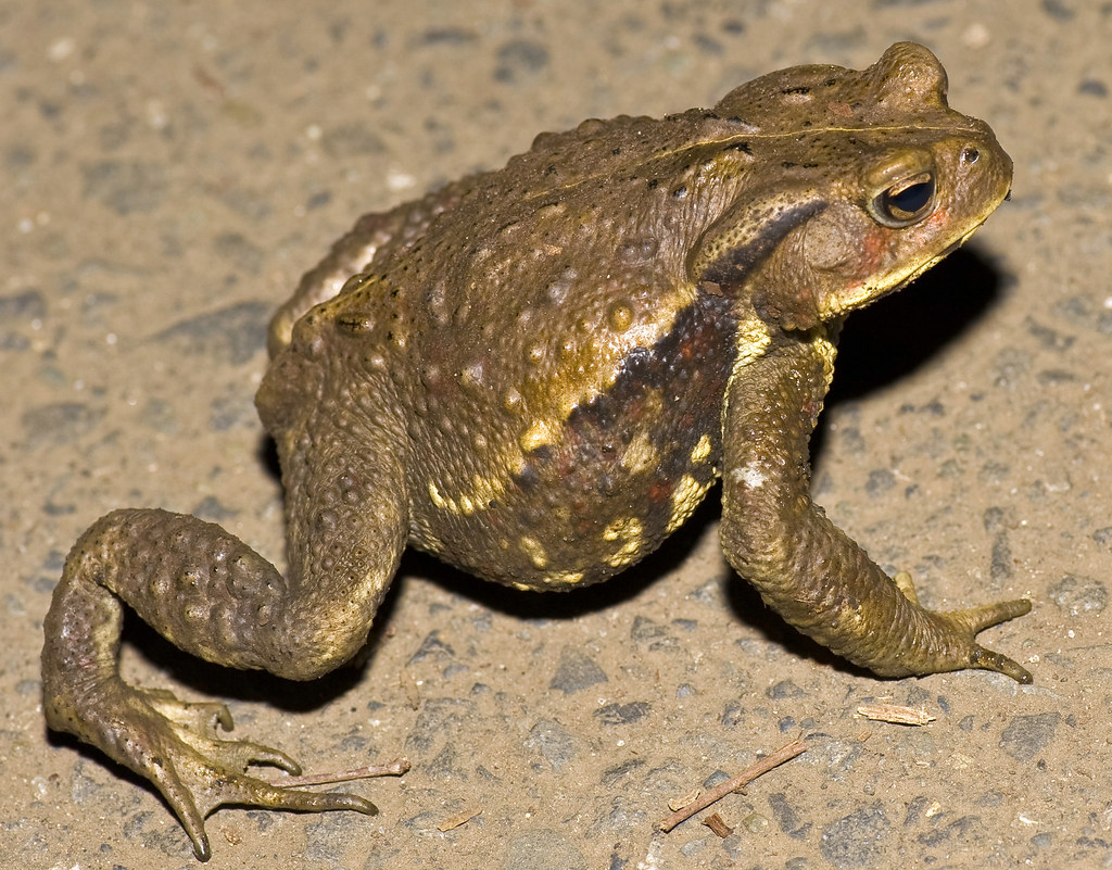Japanese Common Toad, Bufo japonicus, At Park At Night Flickr