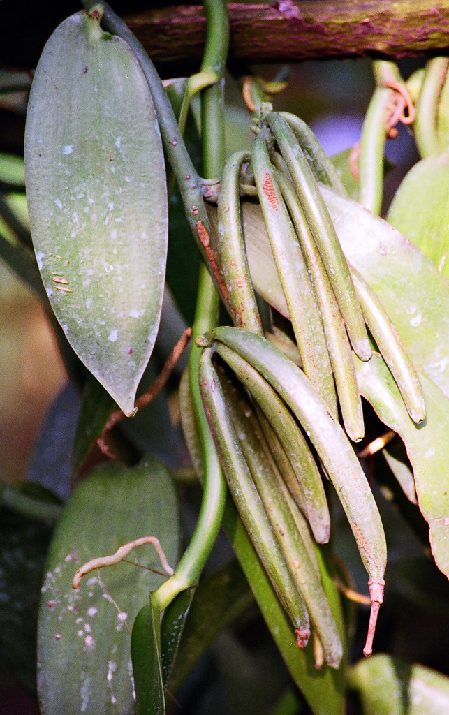Vanilla Beans Green vanilla beans growing on vanilla vine … Flickr