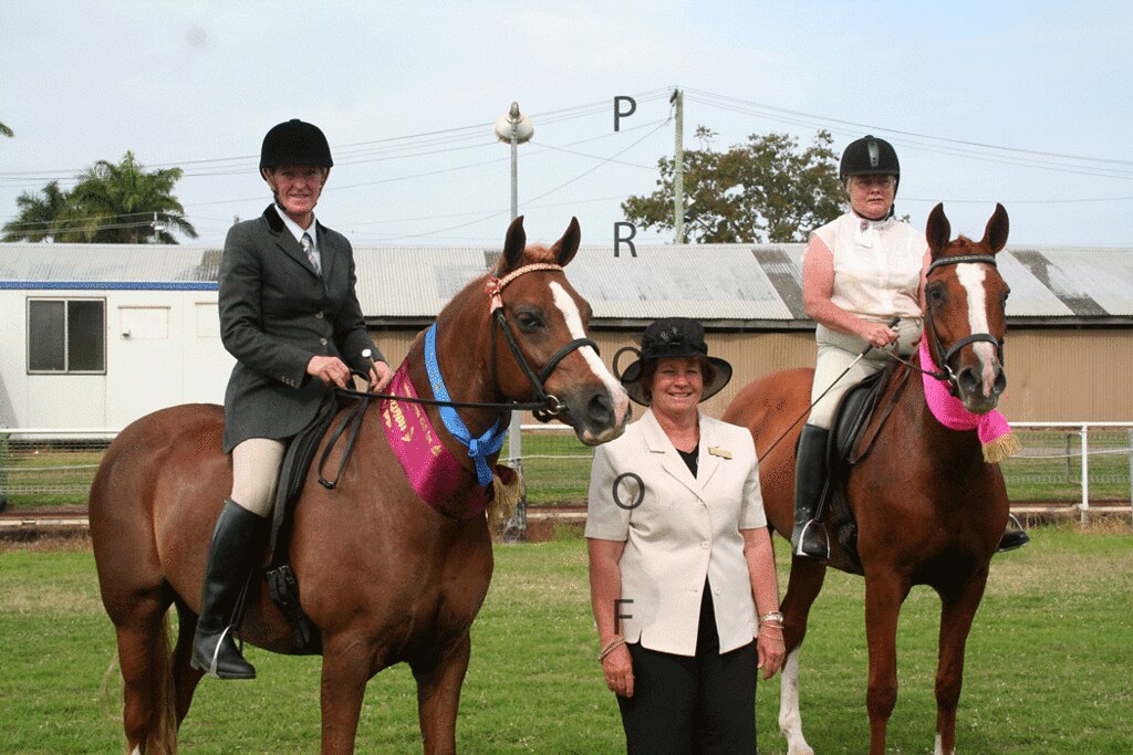 IMG_0191 Mackay Horses Flickr