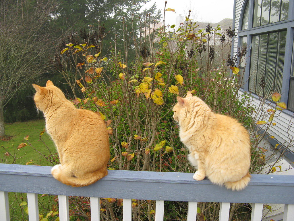 cats on the railing Lauren Flickr