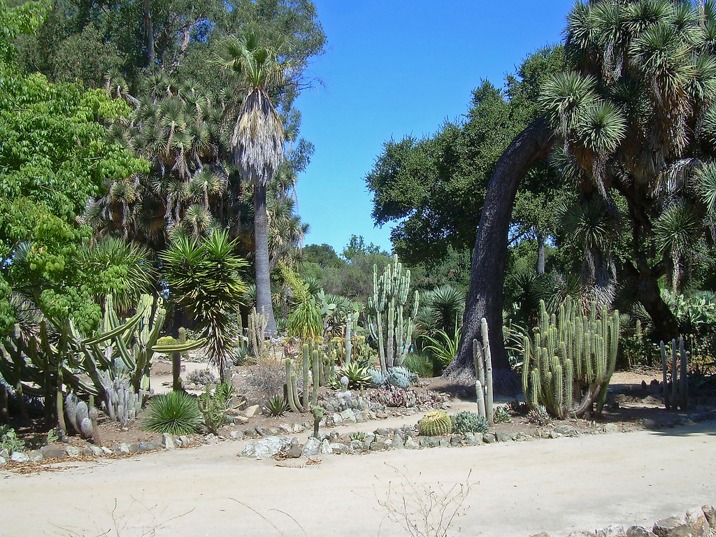 Cactus Garden Arizona Cactus Garden, Stanford University i… Flickr