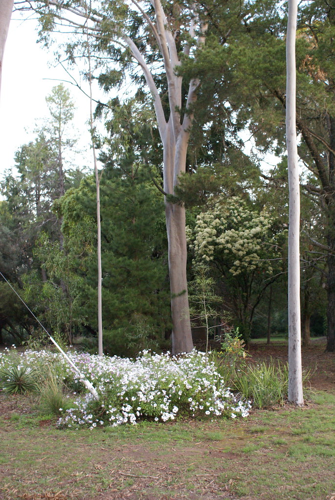 Blair Athol Estate, Inverell NSW Blair Athol Estate Flickr