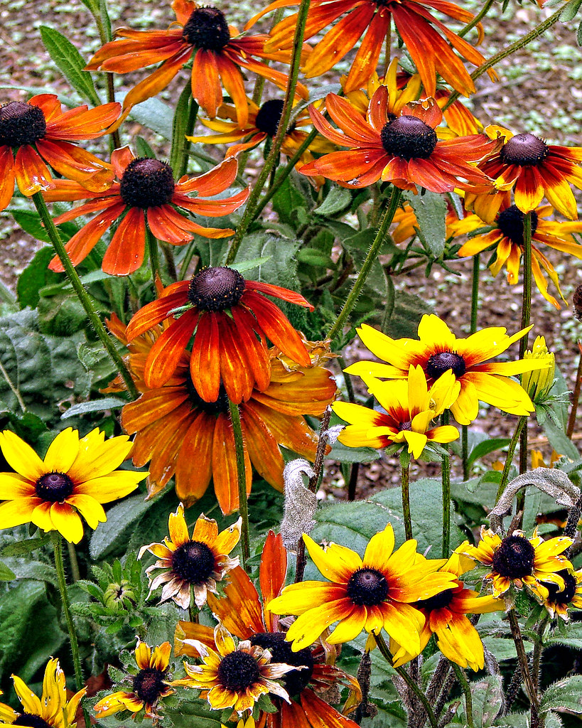 Fall Flowers 101910 Late season flowers at Monmouth Batt… Flickr