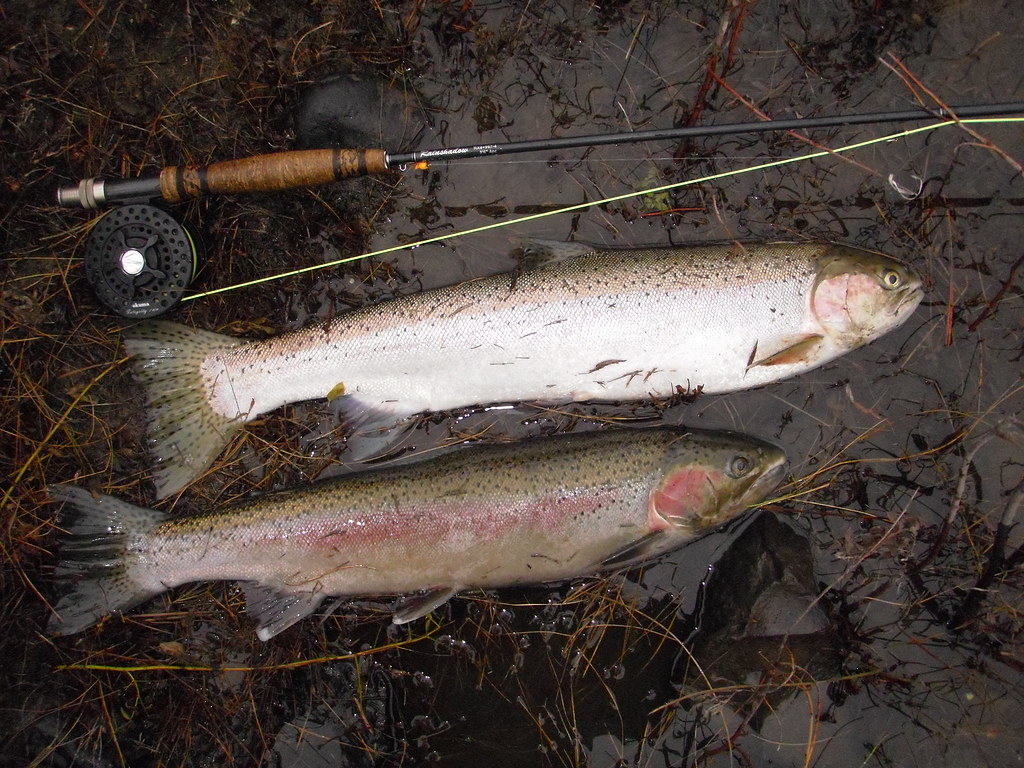 Grande Ronde Hatchery Steelhead for the smoker Grant Richie Flickr