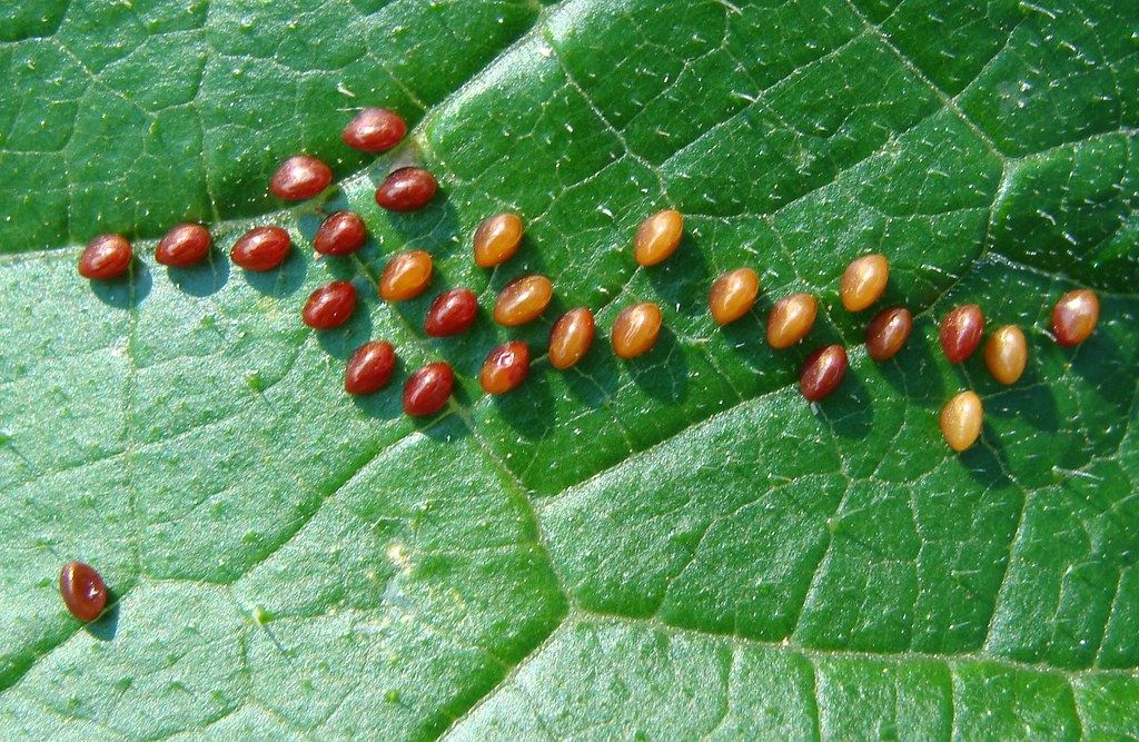 Insect eggs on garden leaf, SOOC As the title says, this i… Flickr