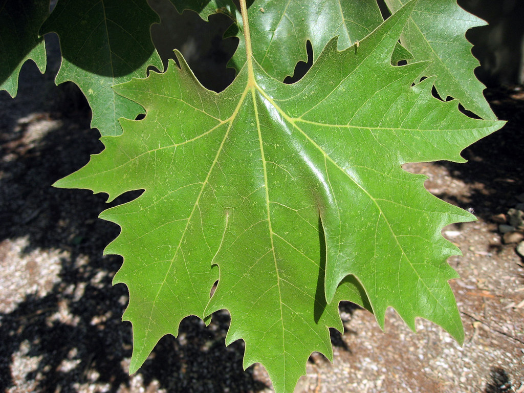 Platanus x acerifolia | London Plane Tree | Bri Weldon | Flickr