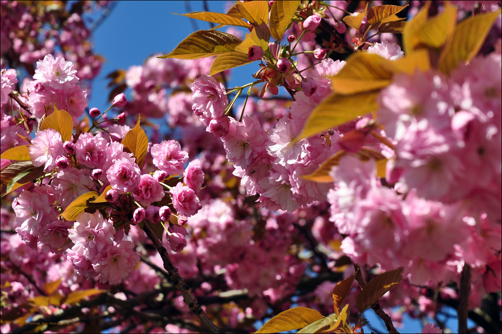 Cherry blossom My seasonal blossom pic ) London Fields, L… Flickr