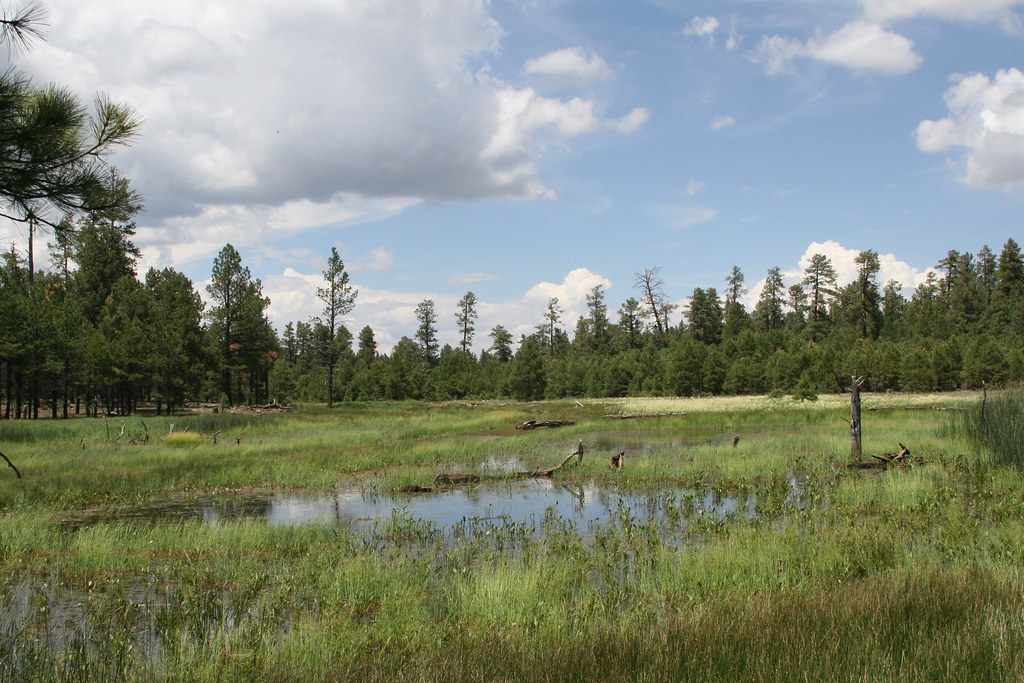 Happy Jack Az Darren Williams Flickr