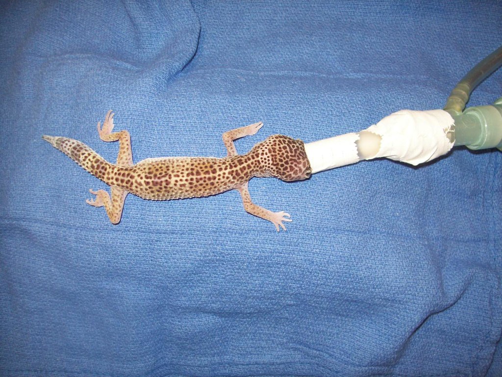 Flickriver Photoset 'Leopard gecko with retrobulbar abscess' by Olathe