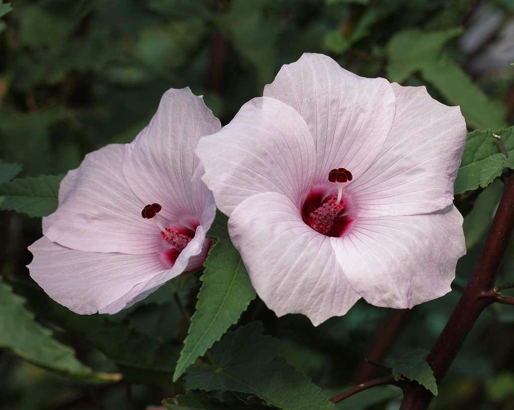 Hibiscus cisplatinus Annie's Annuals & Perennials Flickr